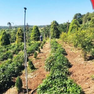 z5257956643153 410d7cbc7def71cb493bd54c615ae813